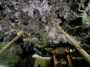 2026年「南信州の銘桜」開花情報